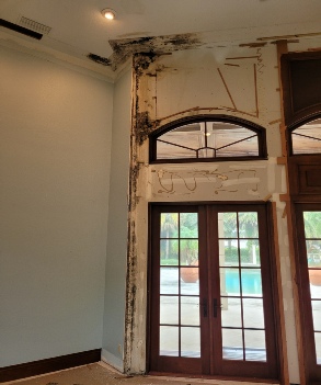 Black Mold Treatment Parkland